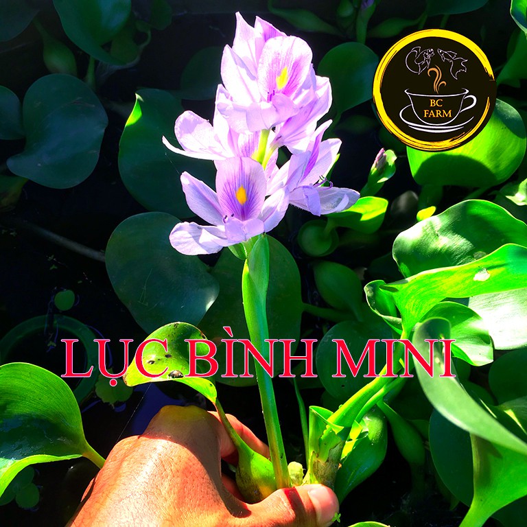 BÈO LỤC BÌNH MINI  THỦY SINH  SIÊU LỌC NƯỚC