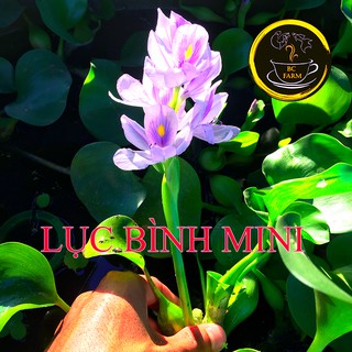 BÈO LỤC BÌNH - THỦY SINH - SIÊU LỌC NƯỚC