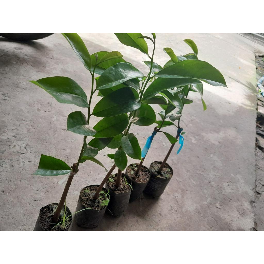 Cây giống Mãng Cầu Xiêm Thái , cây giao như ảnh chụp