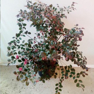 Cây Hồng Phụng