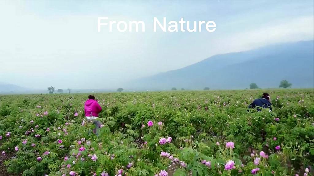 Tinh dầu PFFEE hoa oải hương/ hoa hồng 10ml | BigBuy360 - bigbuy360.vn