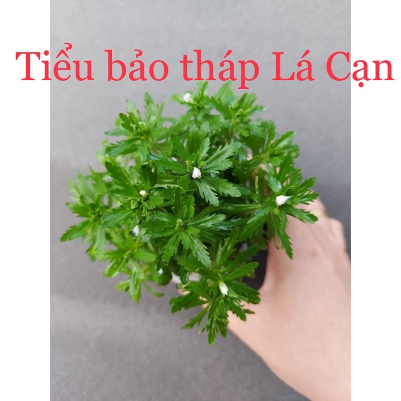 15 nhánh tiểu bảo tháp  - cây thủy sinh dễ trồng không cần co2