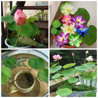 5 hạt giống hoa sen mini nhật