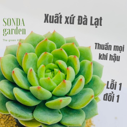 Sen đá bánh bao xanh SONDA GARDEN size bé 5-8cm, xuất xứ Đà Lạt, khoẻ đẹp, lỗi 1 đổi 1