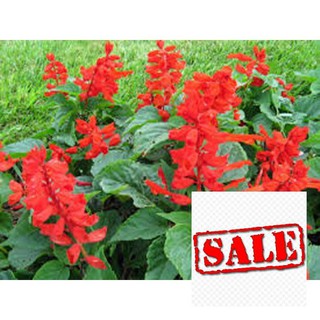Gói 100 hạt giống xác pháo đỏ sale