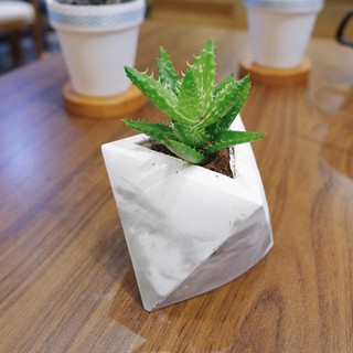 Chậu Cementt Pots sen đá hàm cá mập