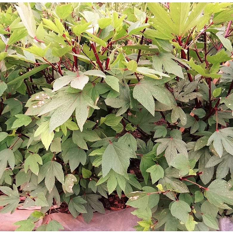 Hạt giống dâm bụt đỏ Roselle - Gói Hibiscus sabdariffa Miến Điện Chin Baung Jamaica