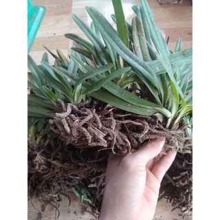 Lan hài cooci 1 cây