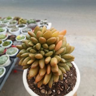 Sen đá size 10.5cm