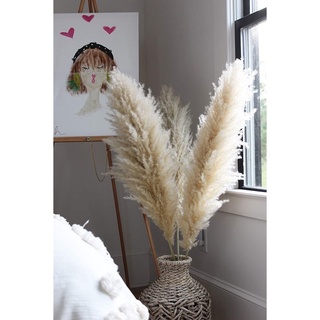 Cỏ Lau Khô Trang Trí Decor