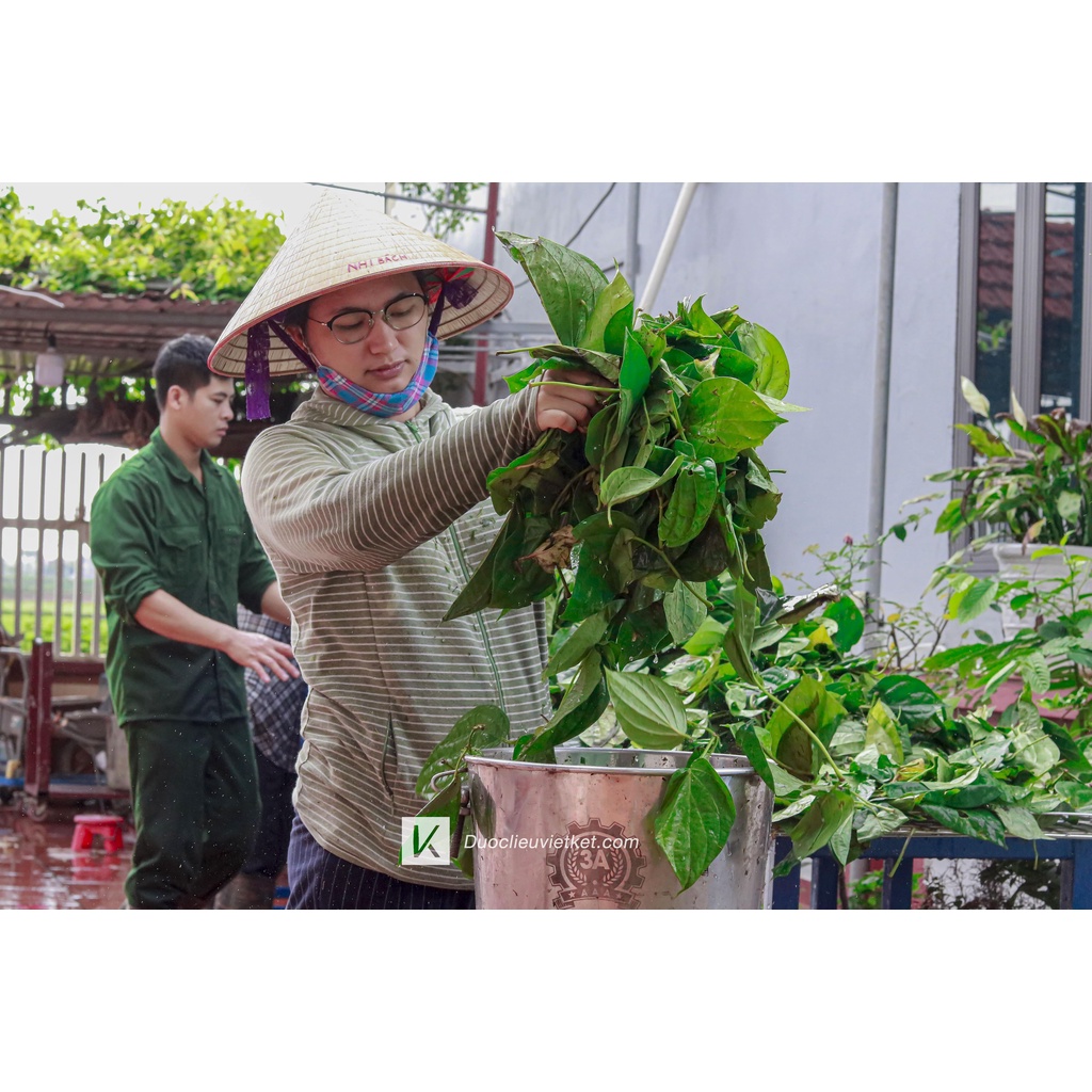 Hydrosol lá trầu không bạc hà