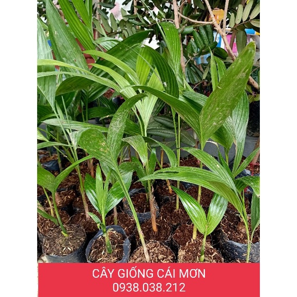 CÂY GIỐNG CAU TA / CAU ĂN TRẦU