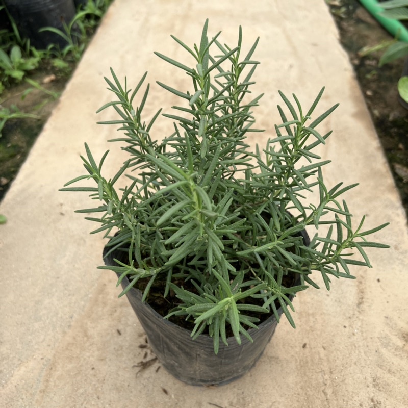 Bịch cây hương thảo để bàn cỡ nhỏ, cây tỏa hương thơm dịu nhẹ giúp đuổi muỗi và trang trí nội thất