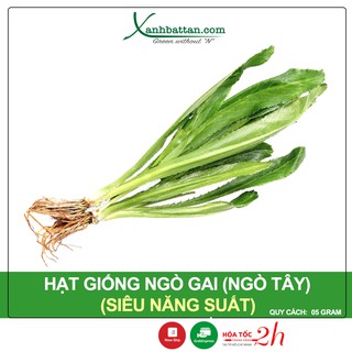 Hạt Giống Ngò Gai (Ngò Tây) Phú Nông Gói 5 Gram