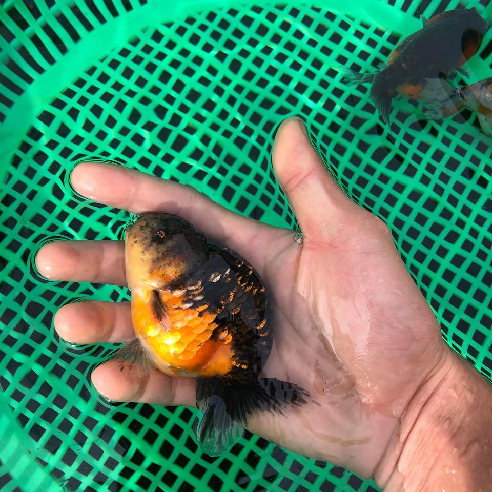 cám Tomboy Goldfish siêu đạm giúp tăng body và màu