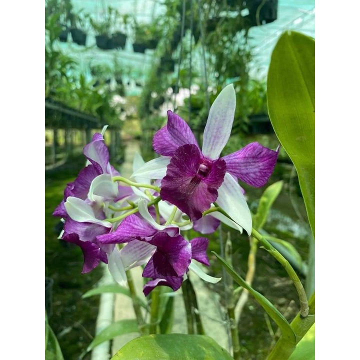 Hoa lan den lai thủy tiên
