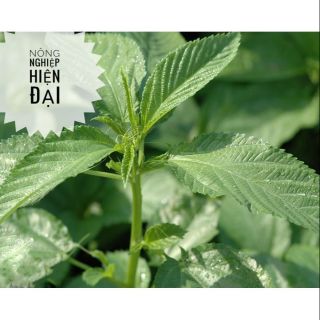 Hạt Giống Rau Đay 10gram