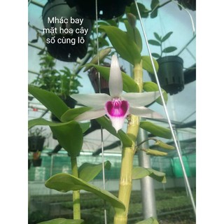 Hoa lan Thác bay hàng kiến rừng mặt hoa đẹp, cây khoẻ