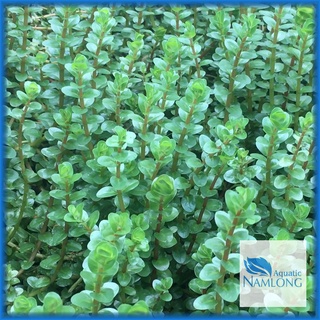 Vảy ốc đỏ (10 ngọn) - Rotala Colorala - Cây thủy sinh cắt cắm trang trí bể cá