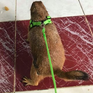 Dây dắt SÓC BẮC MỸ