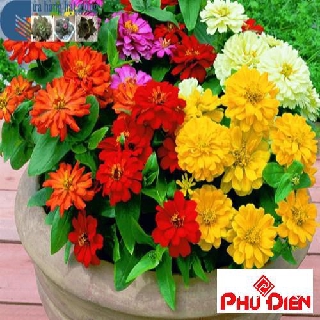 40 Hạt giống hoa cúc ngũ sắc ( cúc lá nhám)  PHÚ ĐIỀN