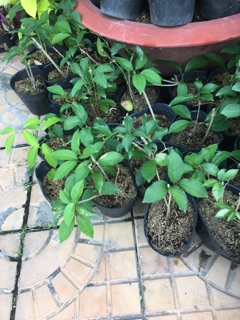 Cây Lan tỏi