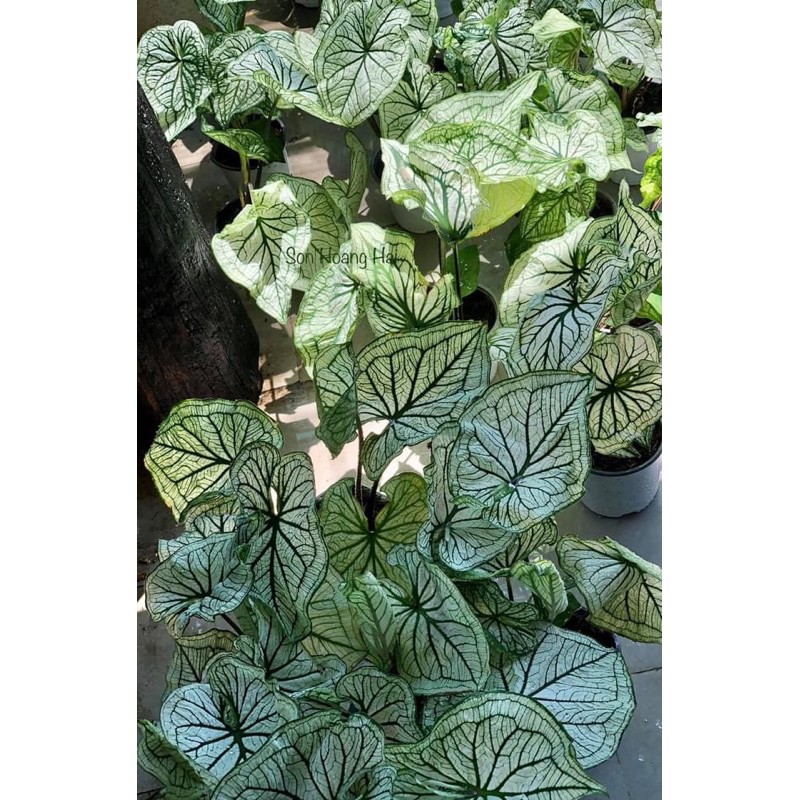 Môn Thiên Nga Fancy Caladium