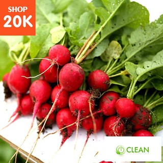 Hạt giống Củ cải đỏ Đức (5g)