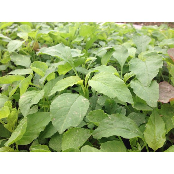 Hạt giống rau Dền xanh lá tròn tặng kích mầm