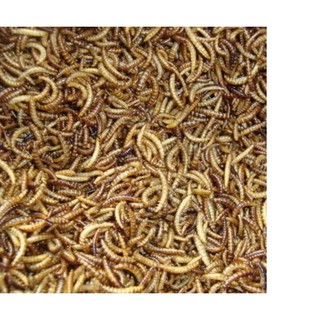 Sâu gạo cho hamster