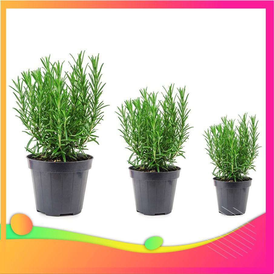 Hạt Giống Hương Thảo - 20 Hạt  VIETGAR