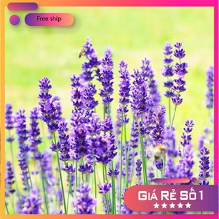 Hạt giống Oải hương (Lavander) (100 hạt)