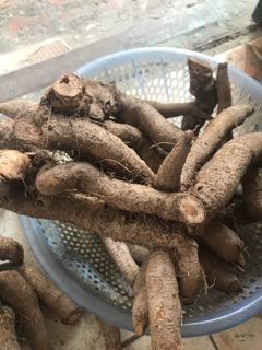 CỦ GAI TƯƠI AN THAI 1 kg