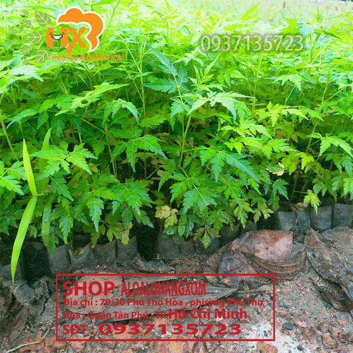 COMBO 50 CÂY XOAN TA CÂY GIỐNG CAO TỪ 10-15 CM