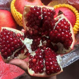 Cây Giống Lựu Rubi Ấn Độ