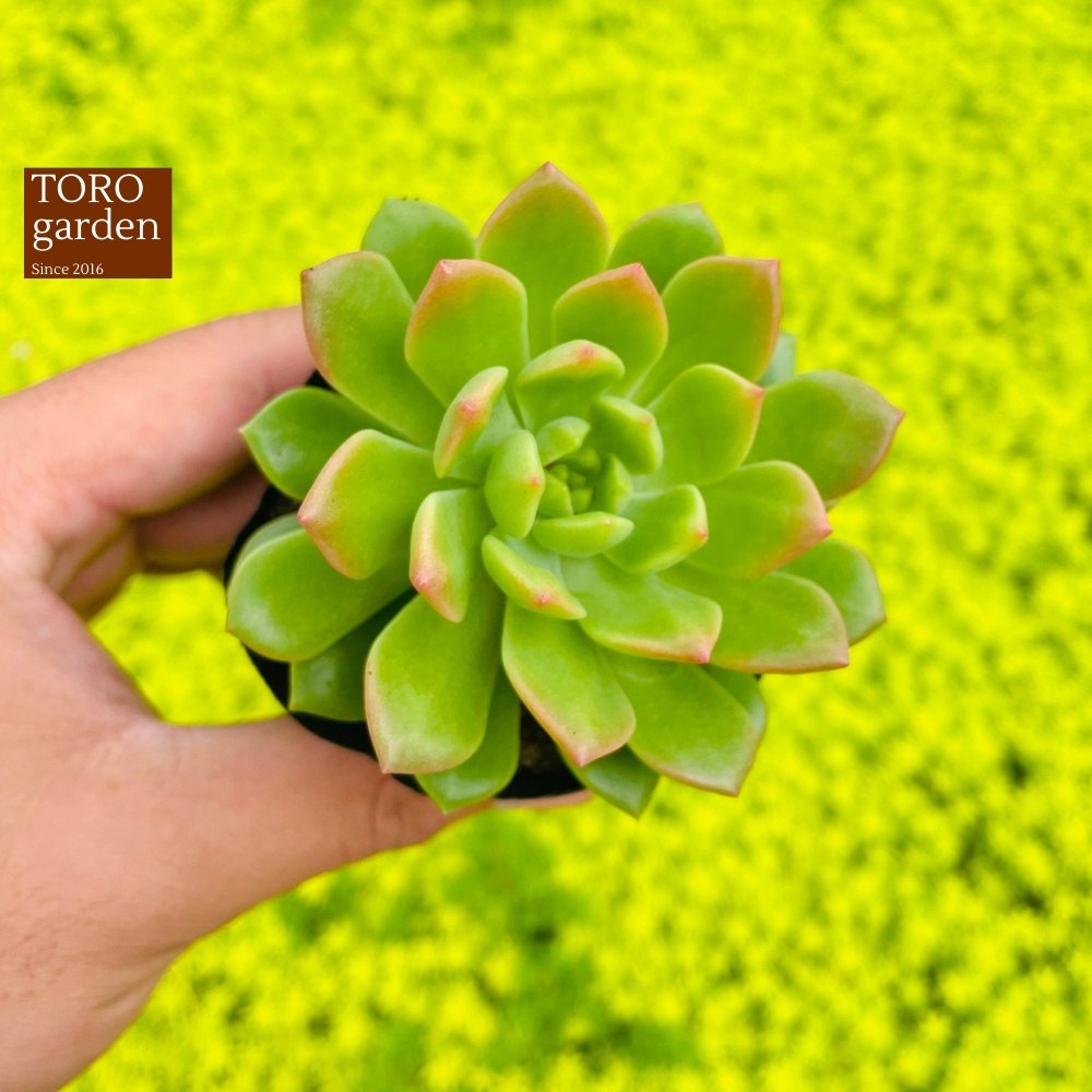Sen đá mặt trời giống mới Đà Lạt size bé cây cảnh trang trí nhà cửa Toro garden