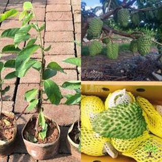 Cây giống Na Sầu Riêng cao 60-80cm