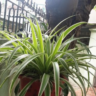 Cây dây nhện( cỏ lan Chi )_5 cây đủ bình như hình