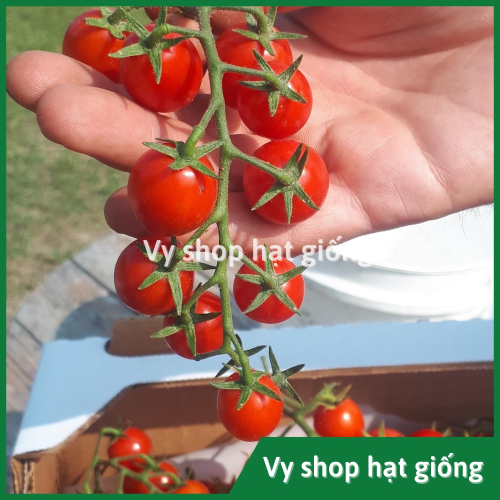 Hạt giống cà chua cherry chuỗi ngọc Thái Lan gói 35 hạt