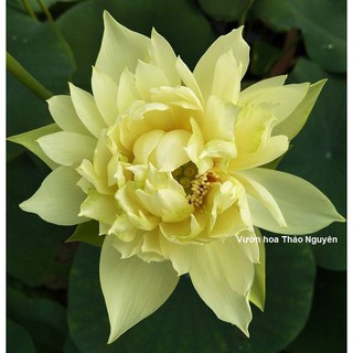 Củ sen màu trắng Lovely C-21
