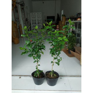 dâm bụt thân gỗ