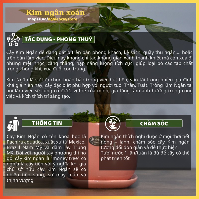 Cây Kim ngân xoắn để bàn kèm chậu gắn đĩa