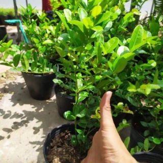 Cây si rô nặng 1kg