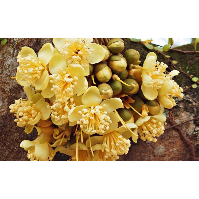 Phân bón Flower+. Giúp cây trồng ra hoa nhanh, nhiều đồng loạt khoẻ, hạn chế rụng hoa.