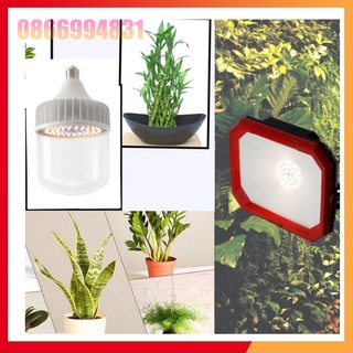 Đèn LED Trồng Cây và Quang Hợp Cho Cây Trong Nhà, Đủ Phổ Như Ánh Sáng Tự Nhiên, Chính Hãng Rạng Đông, Bảo Hành 2 Năm.
