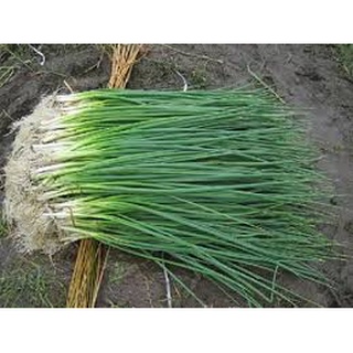 Hạt giống hành lá HN gói 1gr