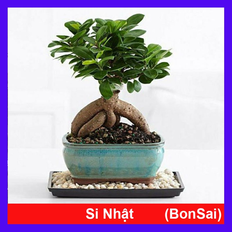 Cây Bonsai Si Nhật - cây cảnh bonsai + tặng phân bón cho cây mau lớn