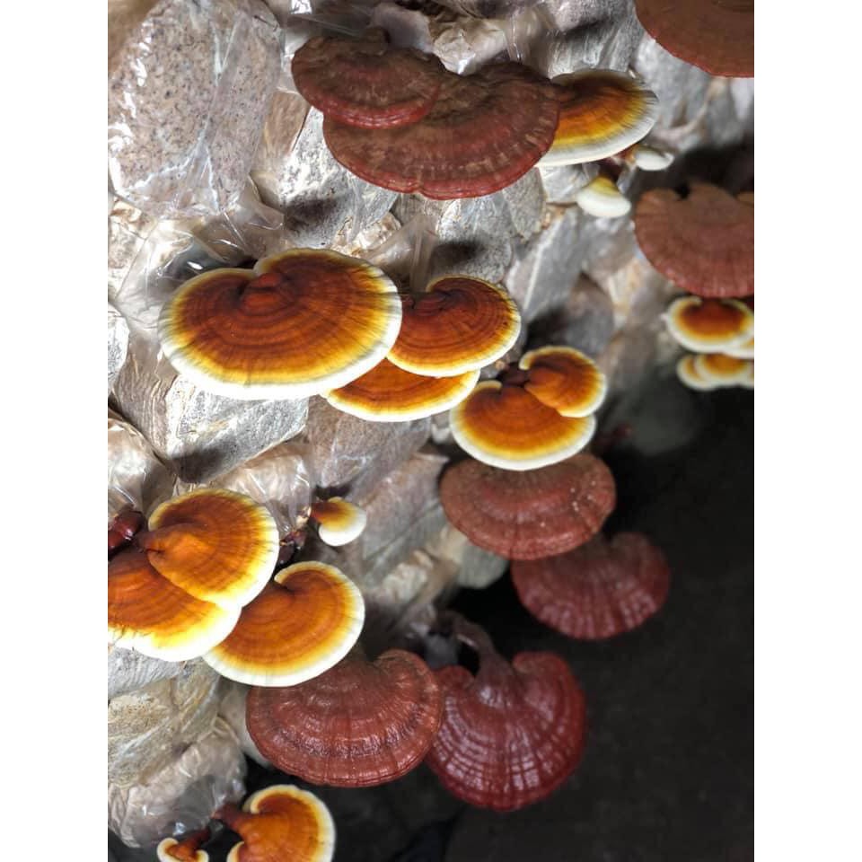 Nấm Linh Chi Đỏ Organic  500g