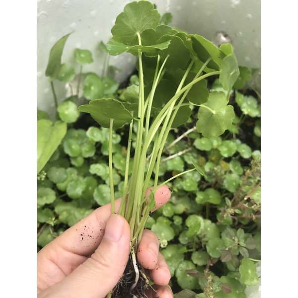 Rau má nhật/Rau má lá sen