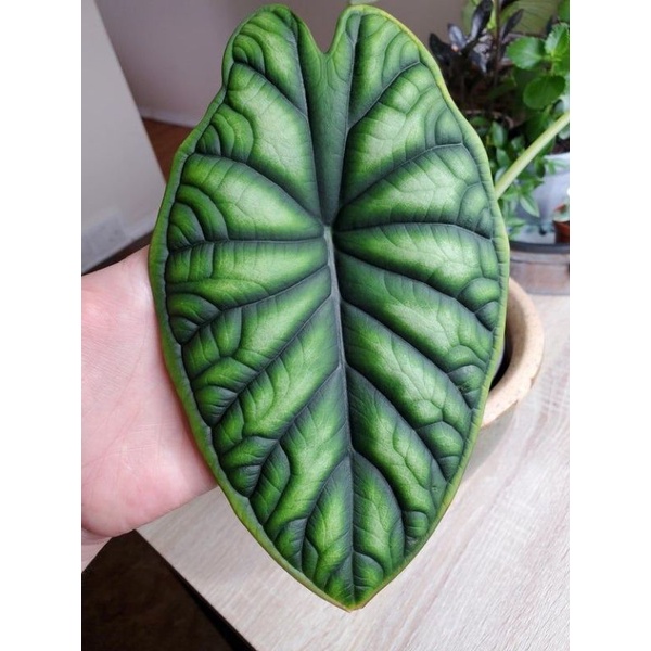 Alocasia dragon scale- tuyệt tác rồng xanh